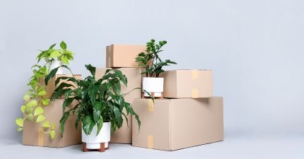 Plants on moving boxes
